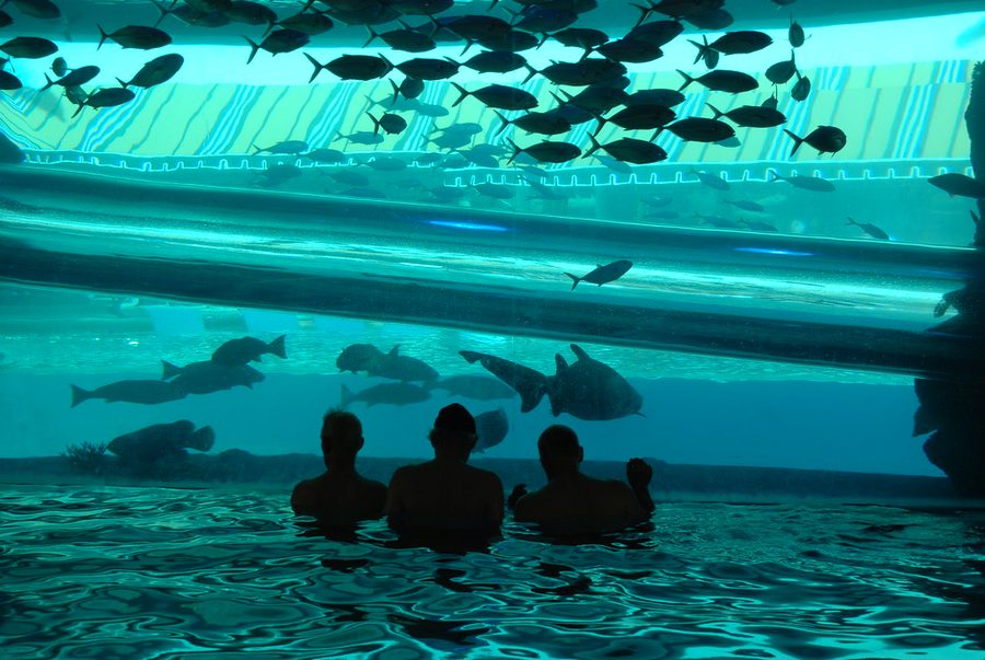 Golden Nugget water slide and shark tank